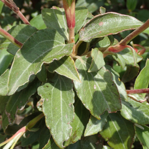  - Cistus laurifolius subsp. laurifolius 