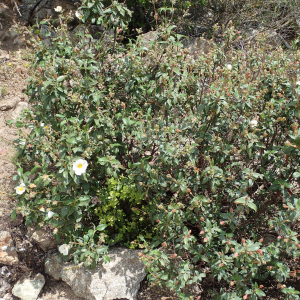  - Cistus laurifolius subsp. laurifolius 