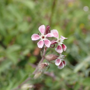 Photographie n°2528661 du taxon Silene gallica L.