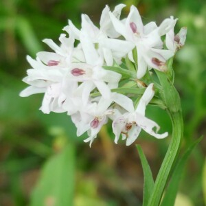 Photographie n°2528668 du taxon Dactylorhiza fuchsii (Druce) Soó [1962]