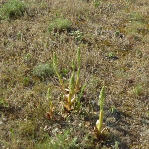 Photographie n°2528726 du taxon Himantoglossum hircinum (L.) Spreng. [1826]