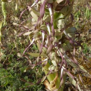 Photographie n°2528730 du taxon Himantoglossum hircinum (L.) Spreng. [1826]