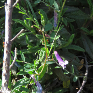 Photographie n°2528747 du taxon Vicia elegantissima Shuttlew. ex Rouy