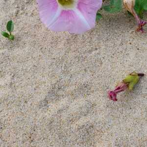 Photographie n°2528865 du taxon Convolvulus soldanella L. [1753]