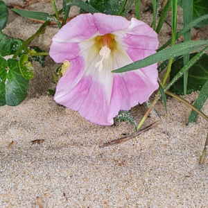 Photographie n°2528866 du taxon Convolvulus soldanella L. [1753]