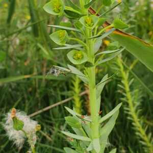 Photographie n°2528867 du taxon Euphorbia paralias L. [1753]