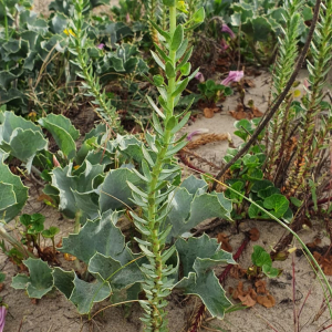 Photographie n°2528869 du taxon Euphorbia paralias L. [1753]