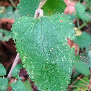 Photographie n°2528900 du taxon Teucrium scorodonia L. [1753]