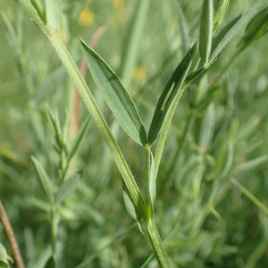 Photographie n°2528936 du taxon Lathyrus pratensis L.