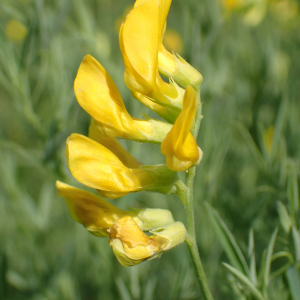 Photographie n°2528937 du taxon Lathyrus pratensis L.