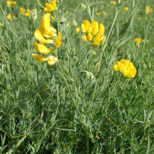 Photographie n°2528939 du taxon Lathyrus pratensis L.