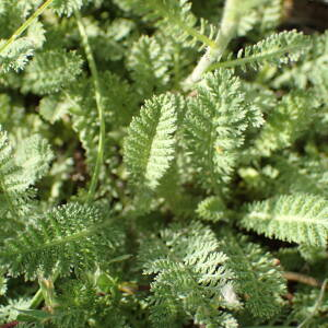 Photographie n°2528950 du taxon Achillea odorata L.