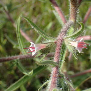 Photographie n°2528961 du taxon Echium asperrimum Lam.