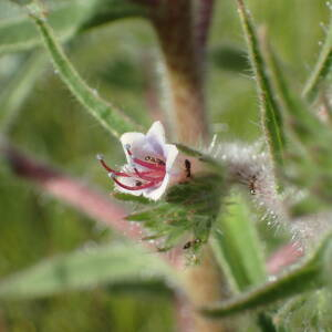 Photographie n°2528962 du taxon Echium asperrimum Lam.