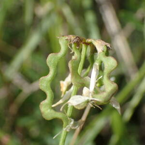 Photographie n°2529003 du taxon Hippocrepis comosa L.