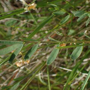 Photographie n°2529005 du taxon Hippocrepis comosa L.