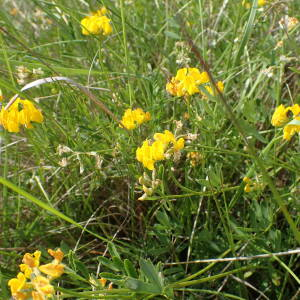 Photographie n°2529007 du taxon Hippocrepis comosa L.