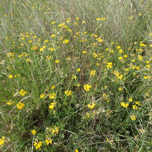 Photographie n°2529009 du taxon Hippocrepis comosa L.
