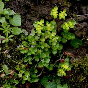 Photographie n°2529010 du taxon Chrysosplenium oppositifolium L.