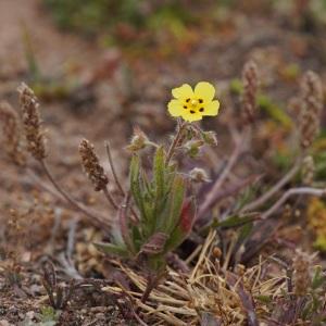  - Tuberaria guttata (L.) Fourr.