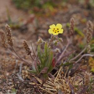  - Tuberaria guttata (L.) Fourr.