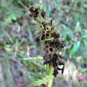 Photographie n°2529027 du taxon Stachys officinalis (L.) Trévis. [1842]