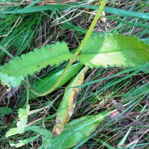 Photographie n°2529028 du taxon Stachys officinalis (L.) Trévis. [1842]