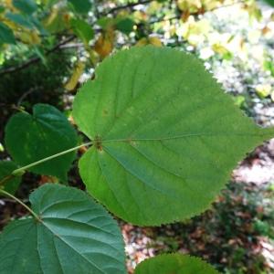 Photographie n°2529041 du taxon Tilia cordata Mill. [1768]