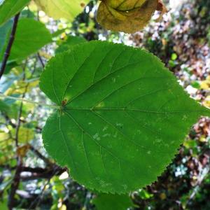 Photographie n°2529043 du taxon Tilia cordata Mill. [1768]