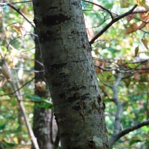 Photographie n°2529046 du taxon Tilia cordata Mill. [1768]