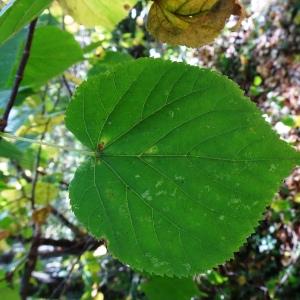 Photographie n°2529047 du taxon Tilia cordata Mill. [1768]