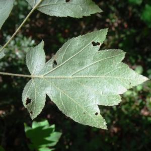 Photographie n°2529052 du taxon Sorbus torminalis (L.) Crantz