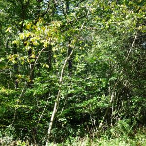 Photographie n°2529054 du taxon Sorbus torminalis (L.) Crantz