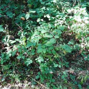 Photographie n°2529058 du taxon Rubus ulmifolius Schott [1818]