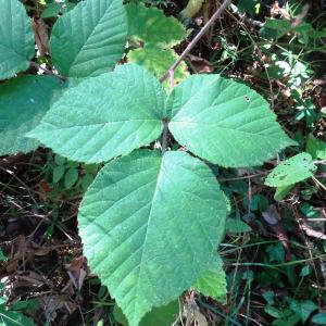 Photographie n°2529059 du taxon Rubus ulmifolius Schott [1818]