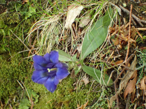 Sylvain Piry, le 10 mai 2022 (Prats-de-Mollo-la-Preste (France, Pyrénées-Orientales, Prats-de-Mollo-la-Preste, Baga de Siern (1335 m)))