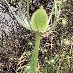 Photographie n°2529114 du taxon Dipsacus fullonum L. [1753]