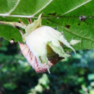 Photographie n°2529131 du taxon Corylus avellana L.