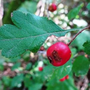 Photographie n°2529139 du taxon Crataegus laevigata (Poir.) DC. [1825]