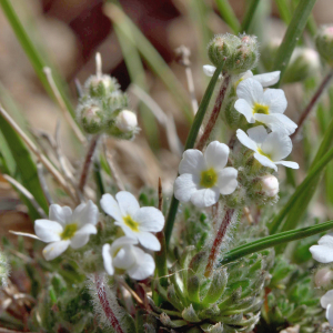 Photographie n°2529149 du taxon Androsace villosa L. [1753]