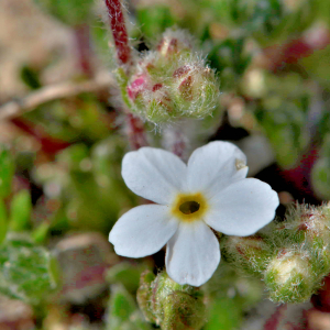 Photographie n°2529151 du taxon Androsace villosa L. [1753]