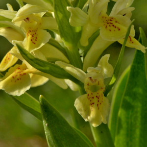  - Dactylorhiza sambucina (L.) Soó [1962]