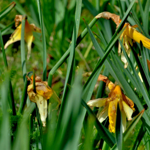 Photographie n°2529202 du taxon Narcissus bicolor L. [1762]