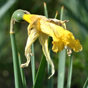 Photographie n°2529203 du taxon Narcissus bicolor L. [1762]
