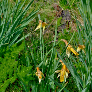 Photographie n°2529204 du taxon Narcissus bicolor L. [1762]