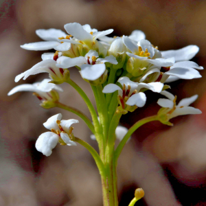 Photographie n°2529205 du taxon Iberis sempervirens L. [1753]