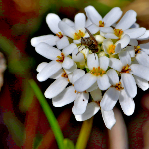 Photographie n°2529209 du taxon Iberis sempervirens L. [1753]