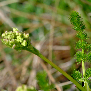 Photographie n°2529212 du taxon Iberis sempervirens L. [1753]