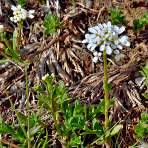 Photographie n°2529218 du taxon Iberis sempervirens L. [1753]