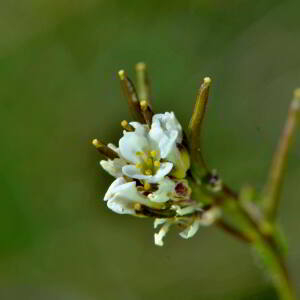 Photographie n°2529219 du taxon Arabis hirsuta (L.) Scop. [1772]